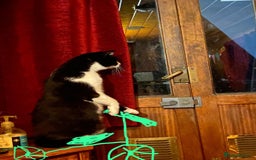 British Shorthair cats for sale: URGENT free - rehoming my beautiful cat <3 - Image 9