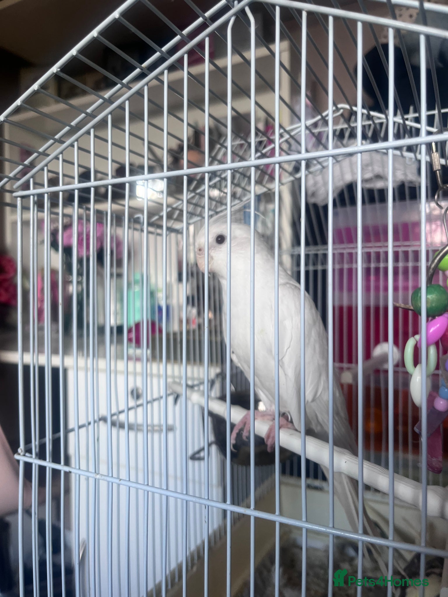 Cockatiels birds for sale: Albino Cocktail  in Witney - Advert 2