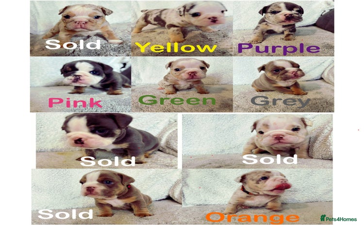 English Bulldog dogs - Advert 3