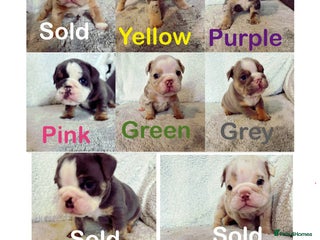 English Bulldog dogs - Advert 3