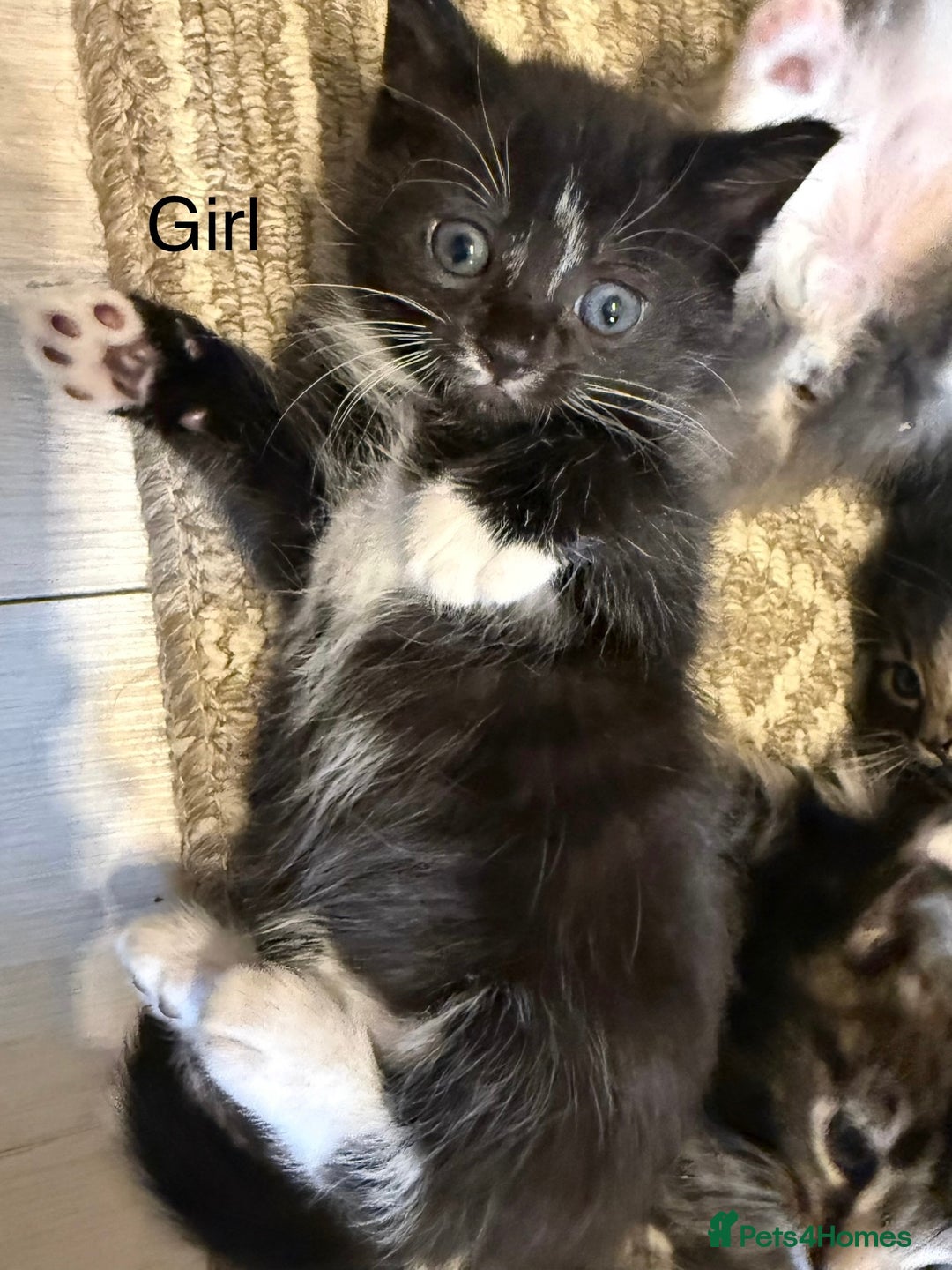 Mixed Breed cats for sale: Adorable kittens  - Image 4