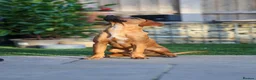 Mixed Breed dogs for adoption: Handsome Henry - Advert 15