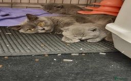 British Shorthair cats for sale: Lilac & Blue BSH Kittens Healthy GCCF Pedigree  - Image 16