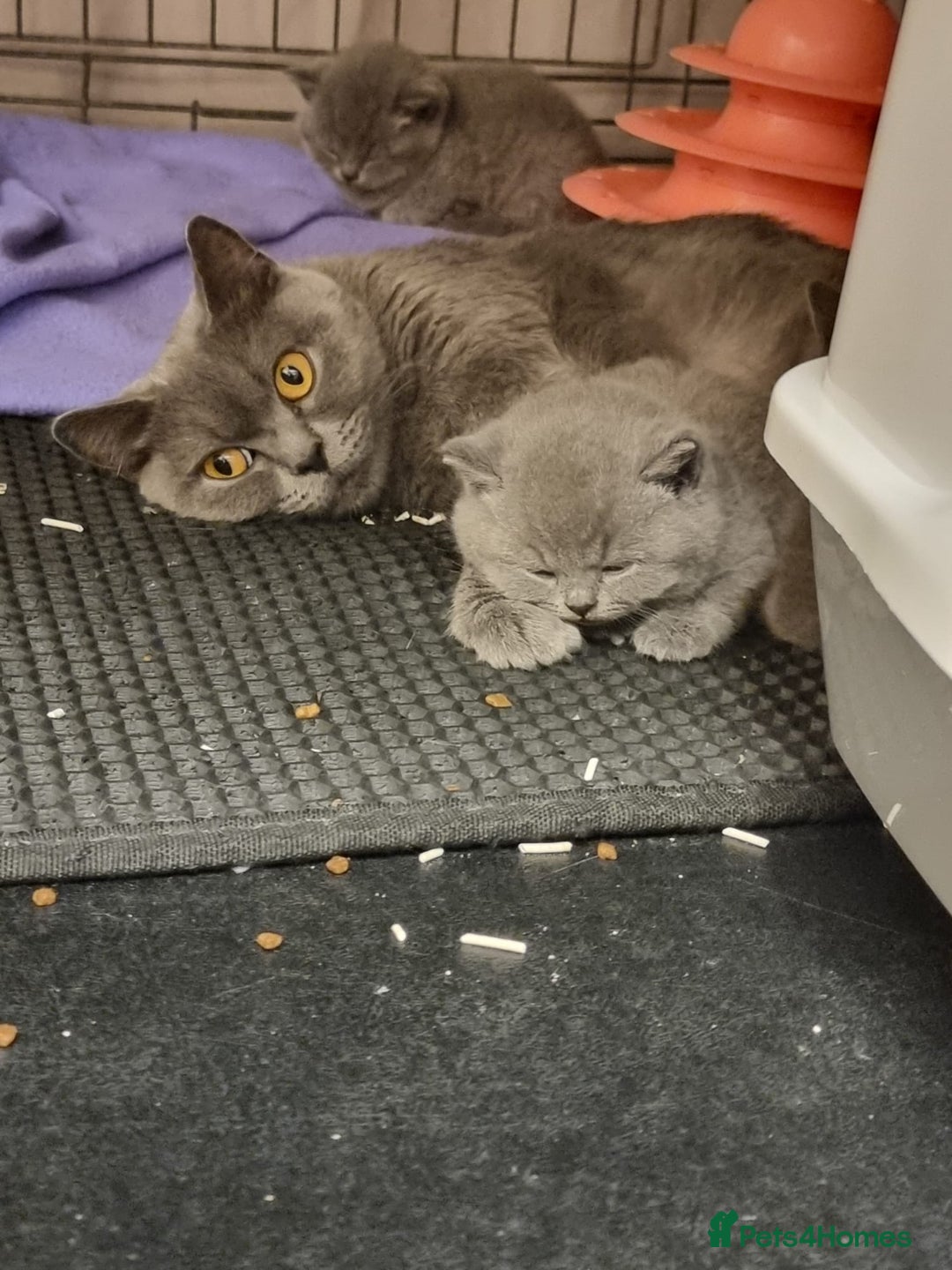 British Shorthair cats for sale: Lilac & Blue BSH Kittens Healthy GCCF Pedigree  - Image 16