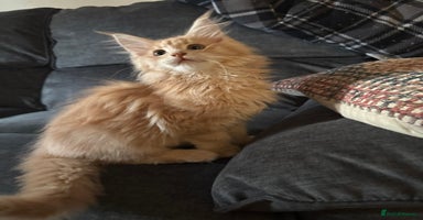 Maine Coon cats - Advert 14