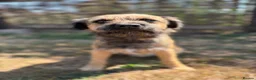 Border Terrier dogs for sale: 🐾 Licensed breeder of KC border terrier puppies  - Advert 5