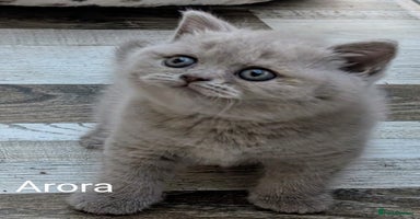 British Shorthair cats - Advert 10