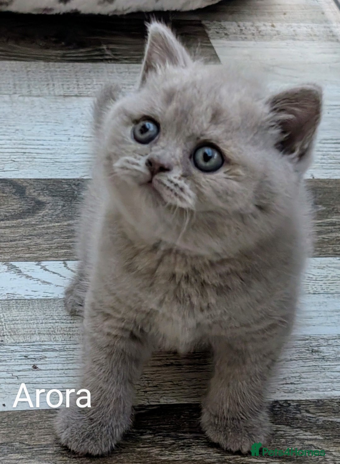British Shorthair cats for sale: GCCF Registered British Shorthair Kittens for Sale - Image 3
