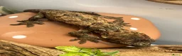 Gecko reptiles for sale: CB24 Mainland Chahoua geckos |  breeding pair  - Advert 7