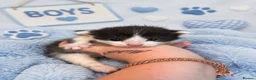 Mixed Breed cats for sale: 🐾 Beautiful Maine Coon × Shorthair Kittens 🐾 - Advert 11