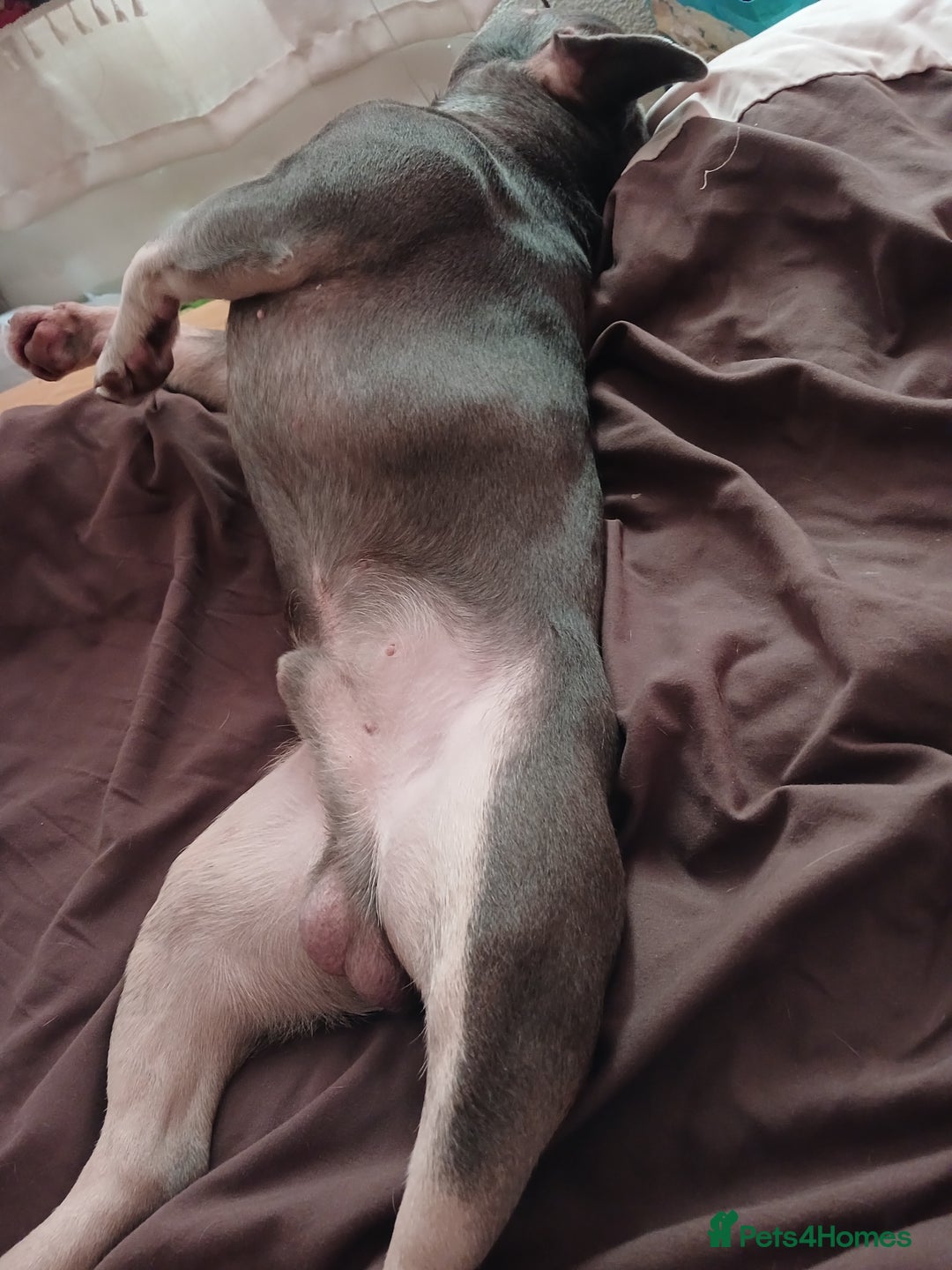 French Bulldog dogs for sale: Loving Home Needed – Please Read Fully - Advert 2