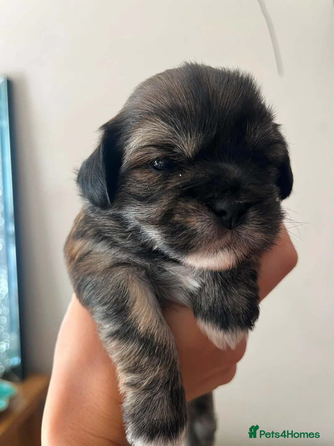 Shih Tzu dogs for sale: Bonnie and Bodie - Advert 9