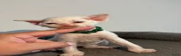 Devon Rex cats for sale: 😻 Devon rex Kittens available 😻❤️ - Advert 9