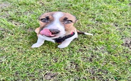 Welsh Collie dogs for sale: Female Welsh Collie looking for forever home - Image 5