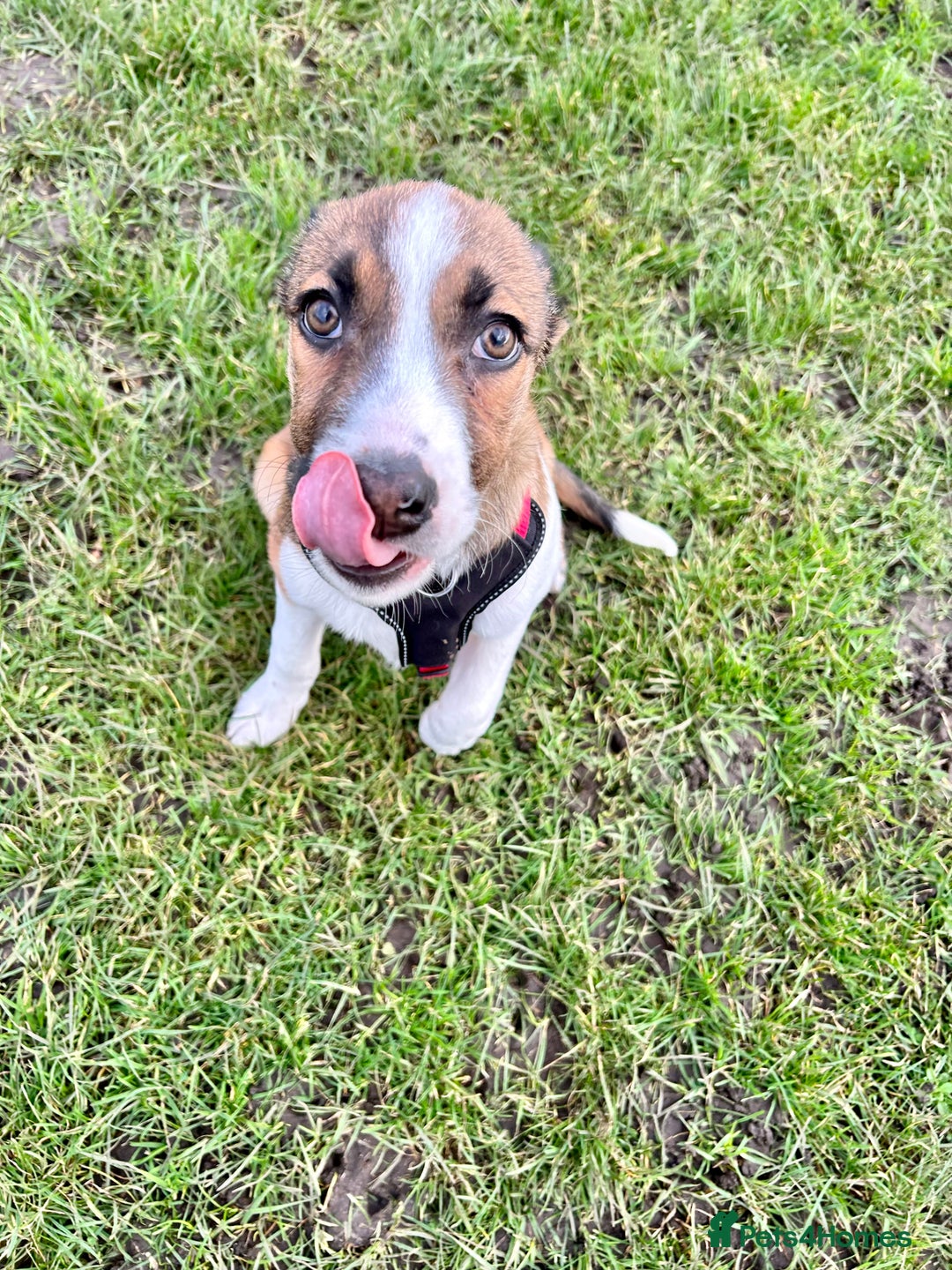 Welsh Collie dogs for sale: Female Welsh Collie looking for forever home - Image 5