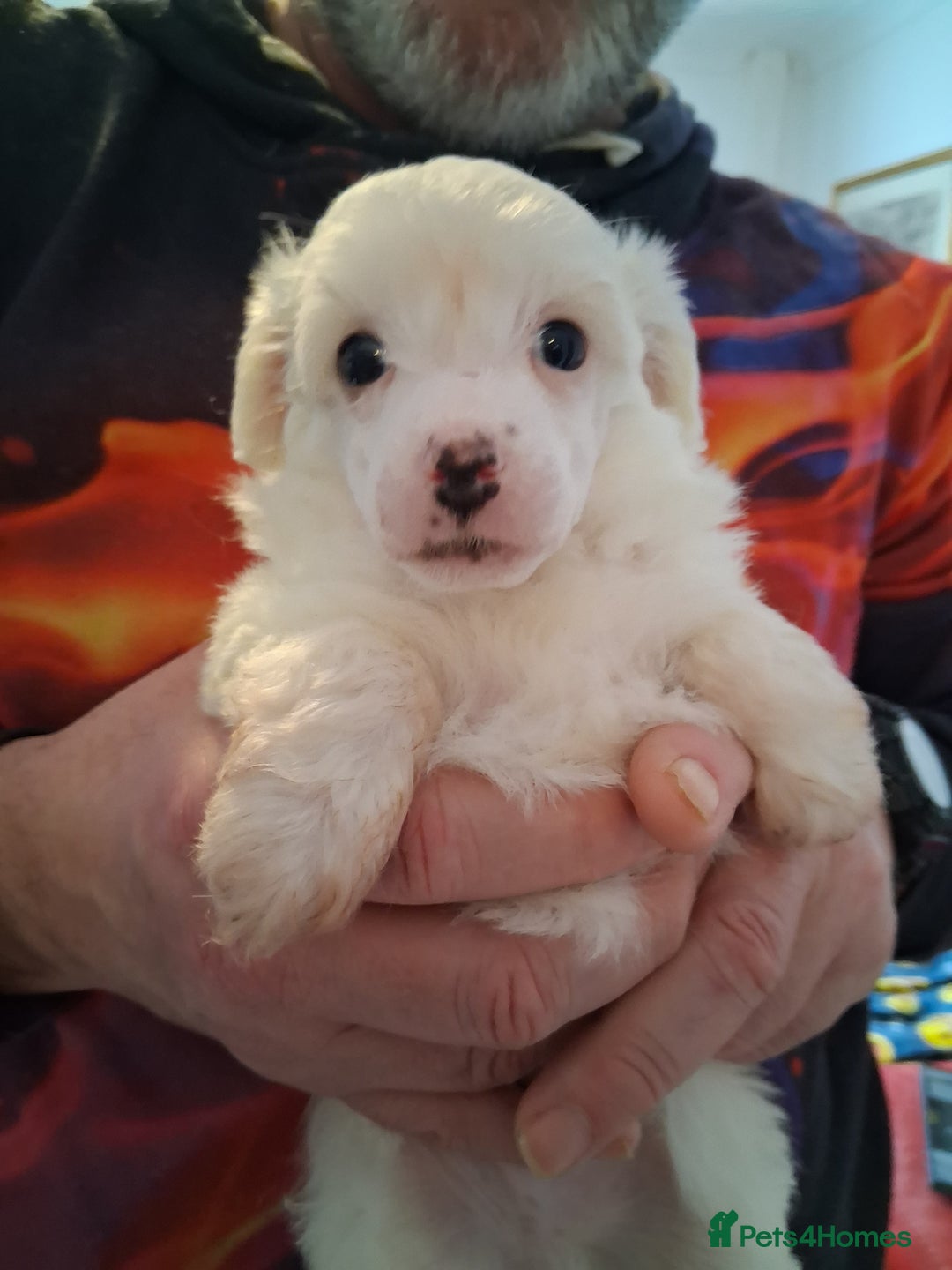 Chinese Crested dogs for sale: KC registered Male puppy  - Advert 3