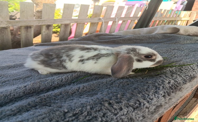 Mini Lop rabbits - Advert 2