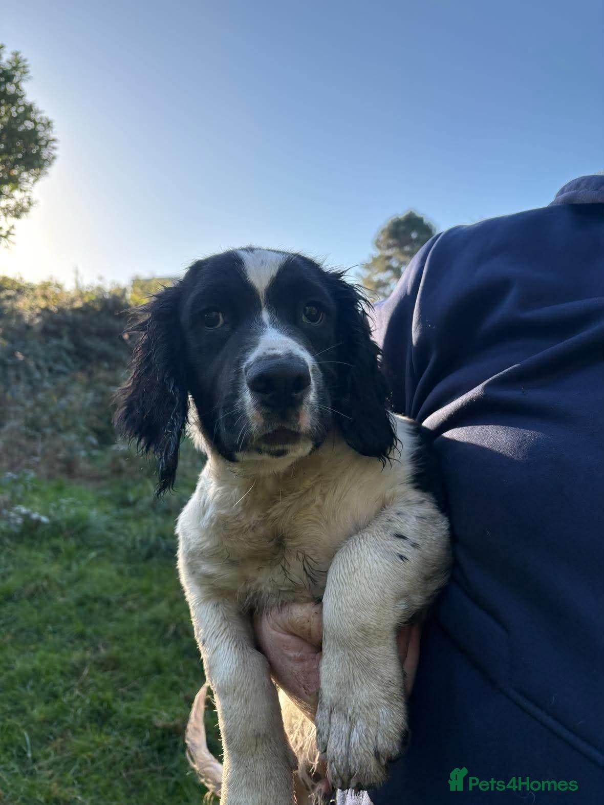 Sprocker dogs SPROCKER (ENGLISH SPRINGER X COCKER SPANIEL) PUPS - Advert 1