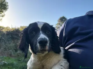 Sprocker dogs SPROCKER (ENGLISH SPRINGER X COCKER SPANIEL) PUPS - Advert 1