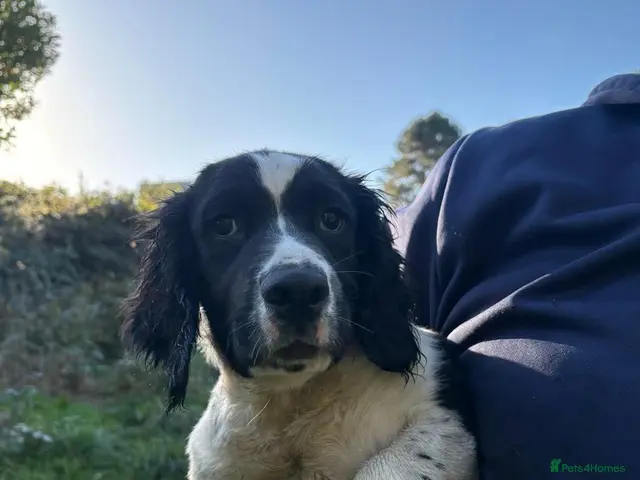 Sprocker dogs SPROCKER (ENGLISH SPRINGER X COCKER SPANIEL) PUPS - Advert 5