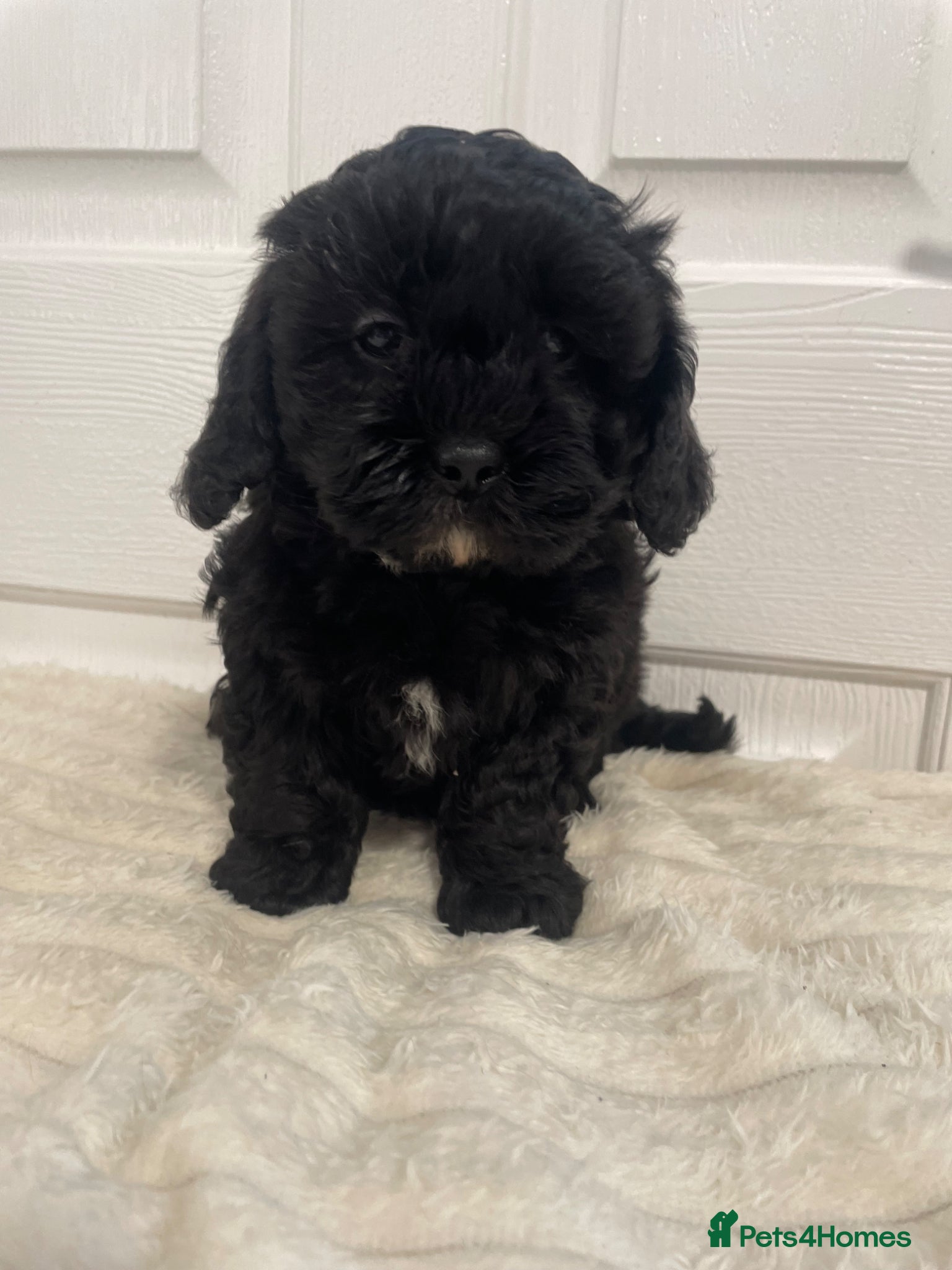 Shihpoo dogs Shihpoo pups DNA health tested dad - Advert 4