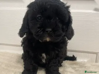 Shihpoo dogs Shihpoo pups DNA health tested dad - Advert 4