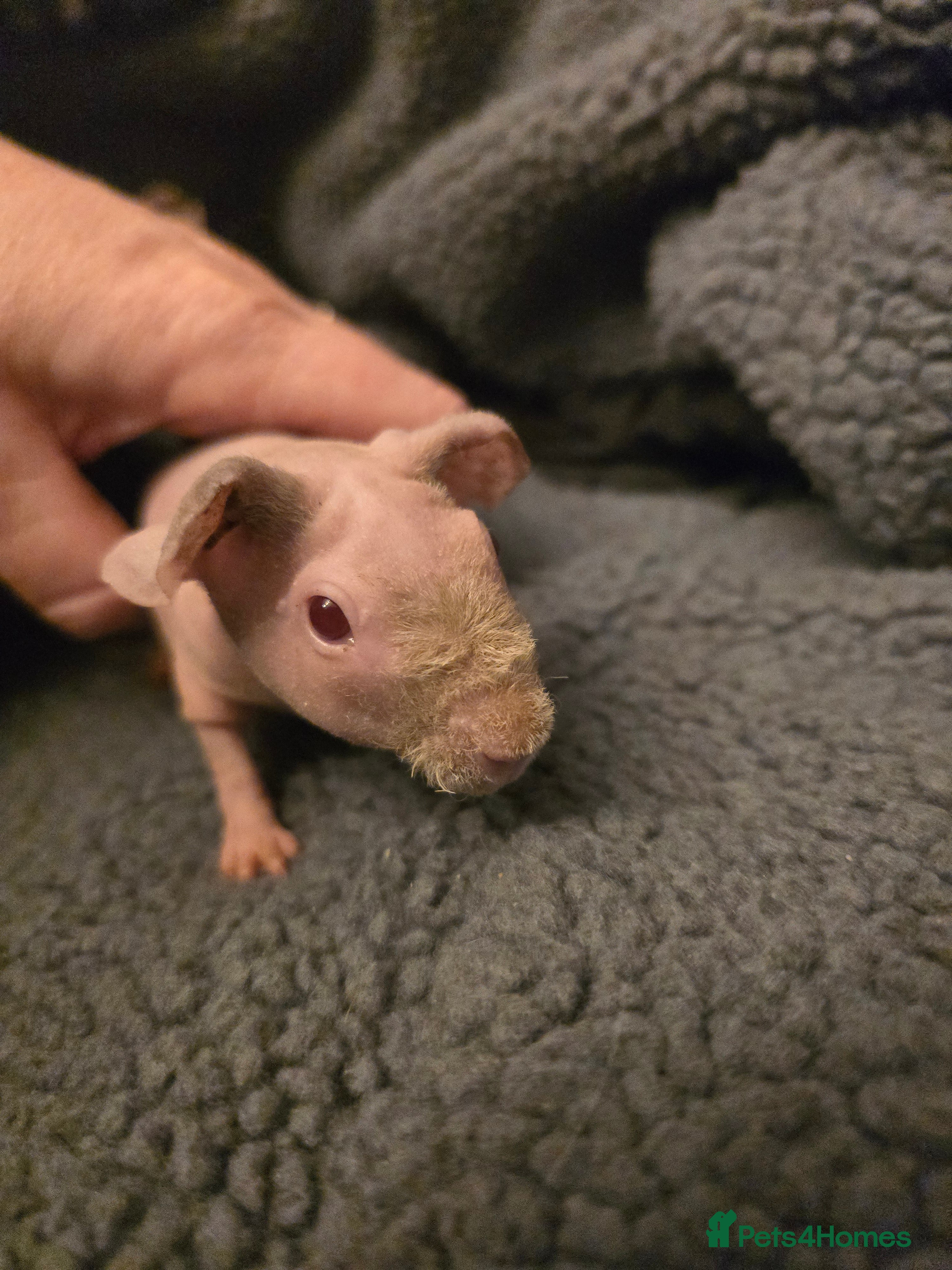 Guinea Pig rodents 2 female skinny pigs pink 4 weeks old rescue  - Advert 1