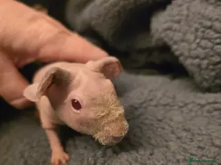 Guinea Pig rodents 2 female skinny pigs pink 4 weeks old rescue - Advert 1