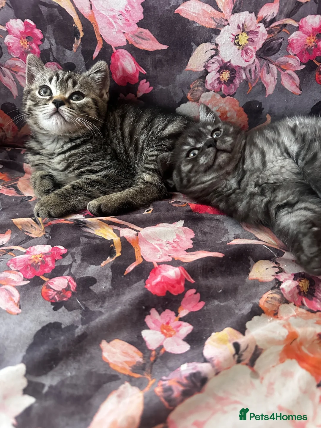 British Shorthair cats for sale: British short hair kittens  - Advert 2