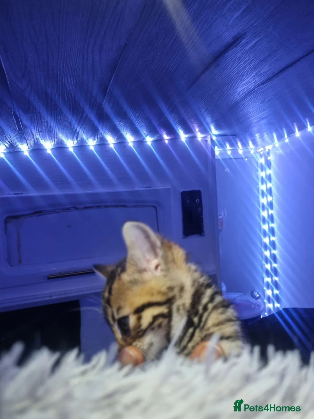Bengal cats for sale: 4 Bengals for ready for new home - Advert 7