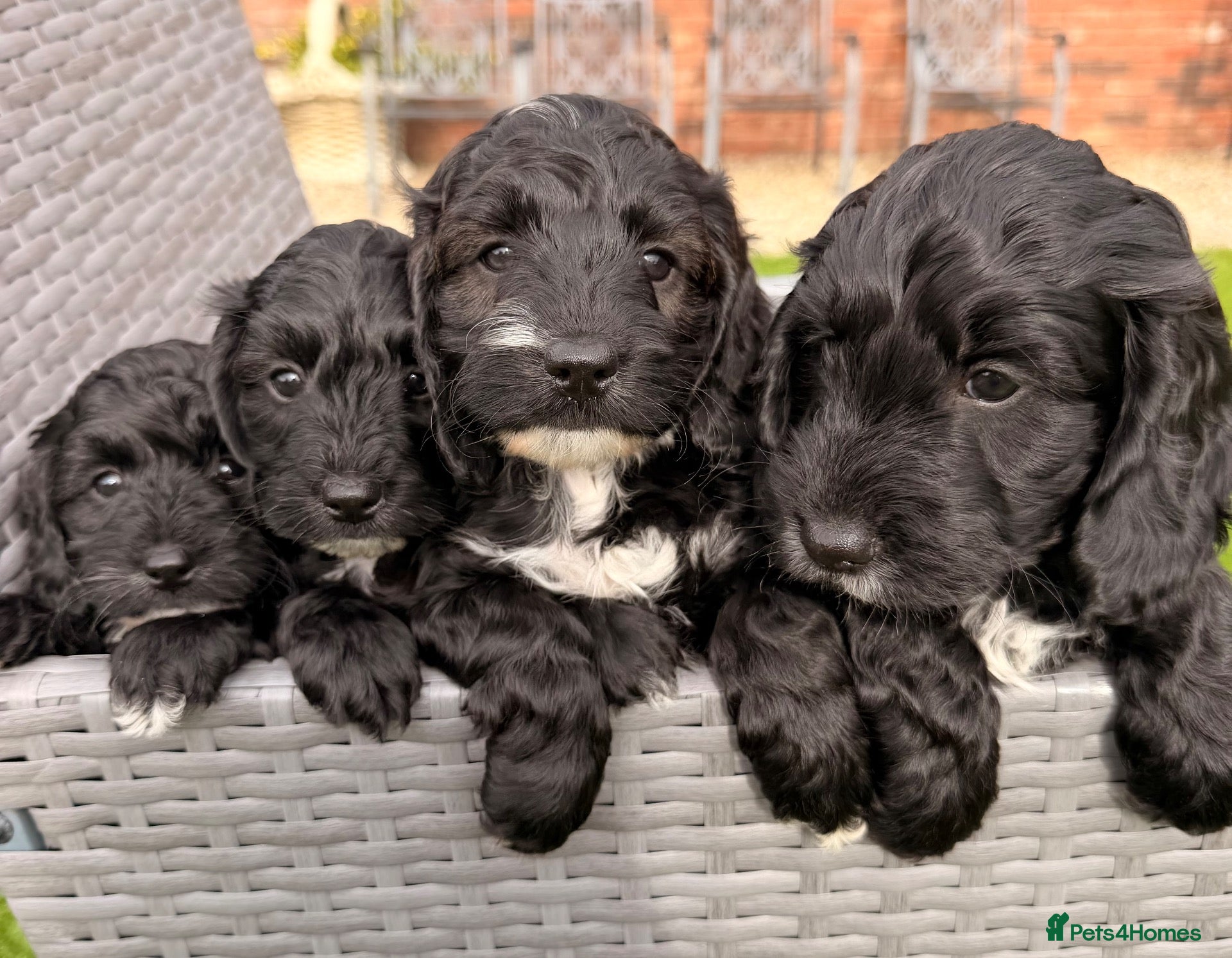 Cockapoo dogs Beautiful cockerpoo puppies  - Advert 1