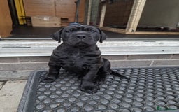 Mixed Breed dogs for sale: 3 beautiful boys for sale  - Image 27