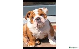 English Bulldog dogs for sale: Rehoming 5 year old female standard red and white  - Image 2
