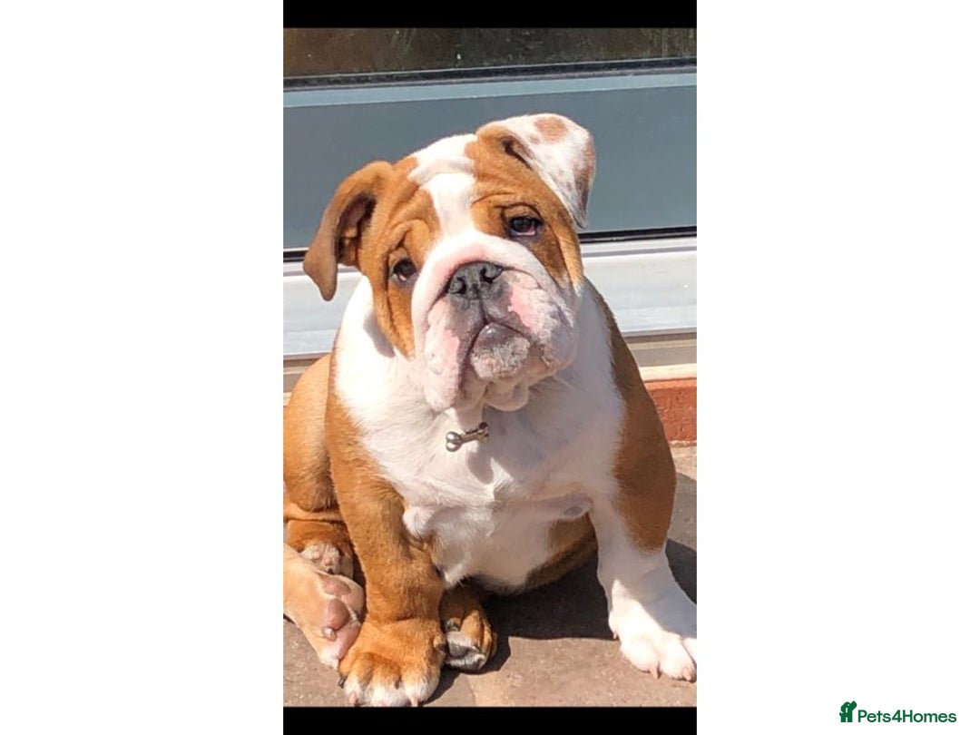 English Bulldog dogs for sale: Rehoming 5 year old female standard red and white  - Image 2
