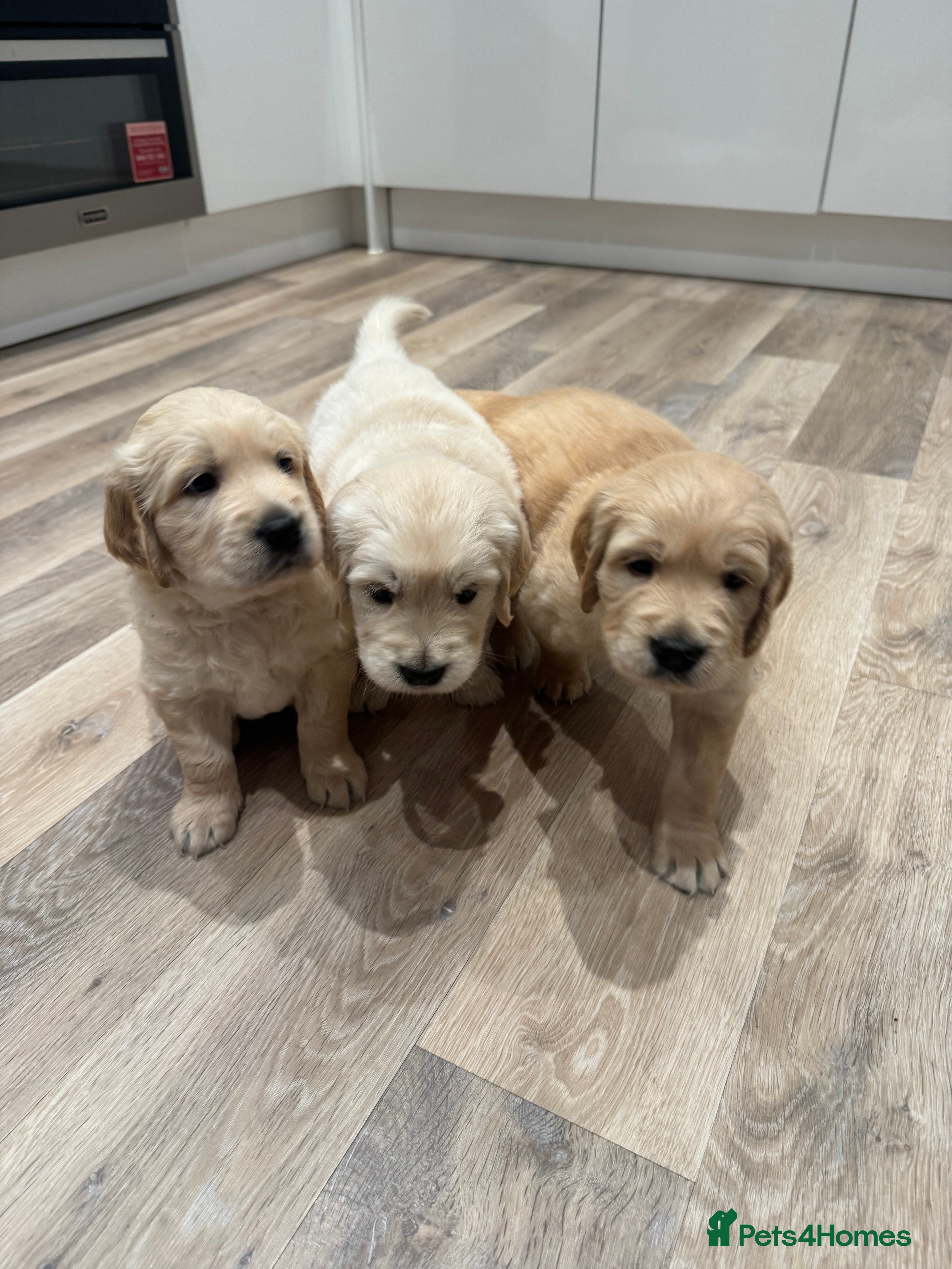 Golden Retriever dogs Beautiful KC registered Golden Retriever puppies - Advert 7