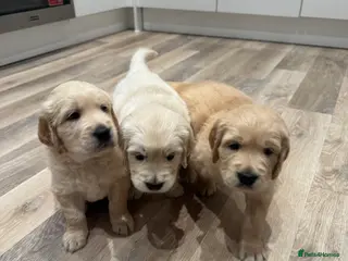 Golden Retriever dogs Beautiful KC registered Golden Retriever puppies - Advert 7