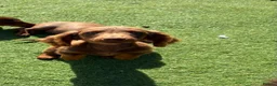 Dachshund dogs for sale: 4 month old male sausage dog  in Wellingborough - Advert 2