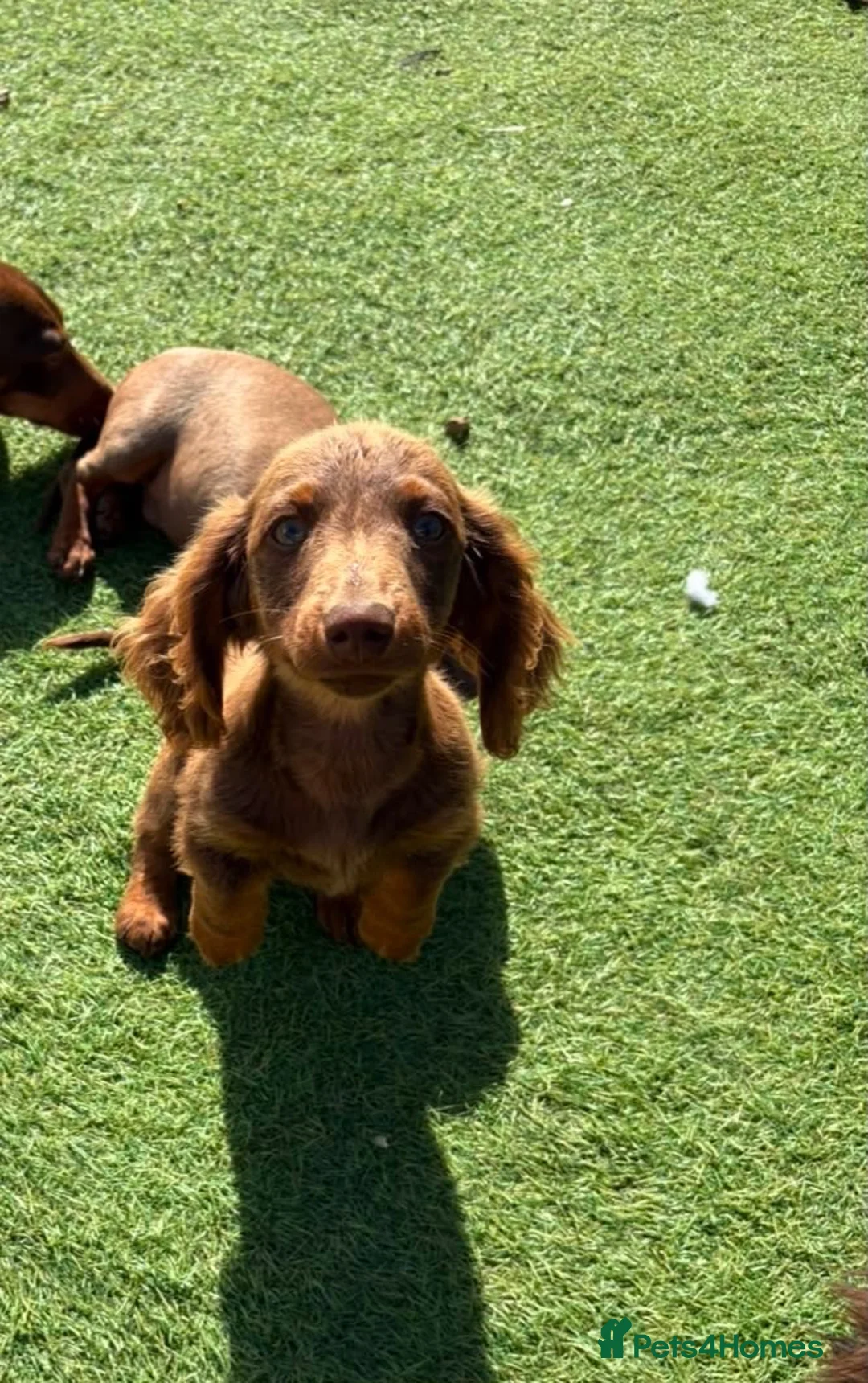 Dachshund dogs for sale: 4 month old male sausage dog  in Wellingborough - Advert 2
