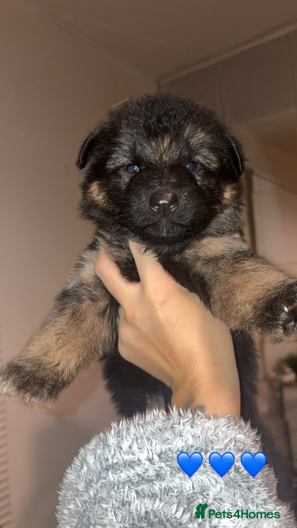 German Shepherd dogs German shepherd puppies - Advert 1