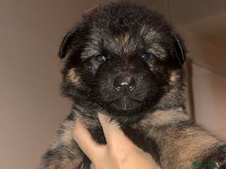 German Shepherd dogs German shepherd puppies - Advert 2