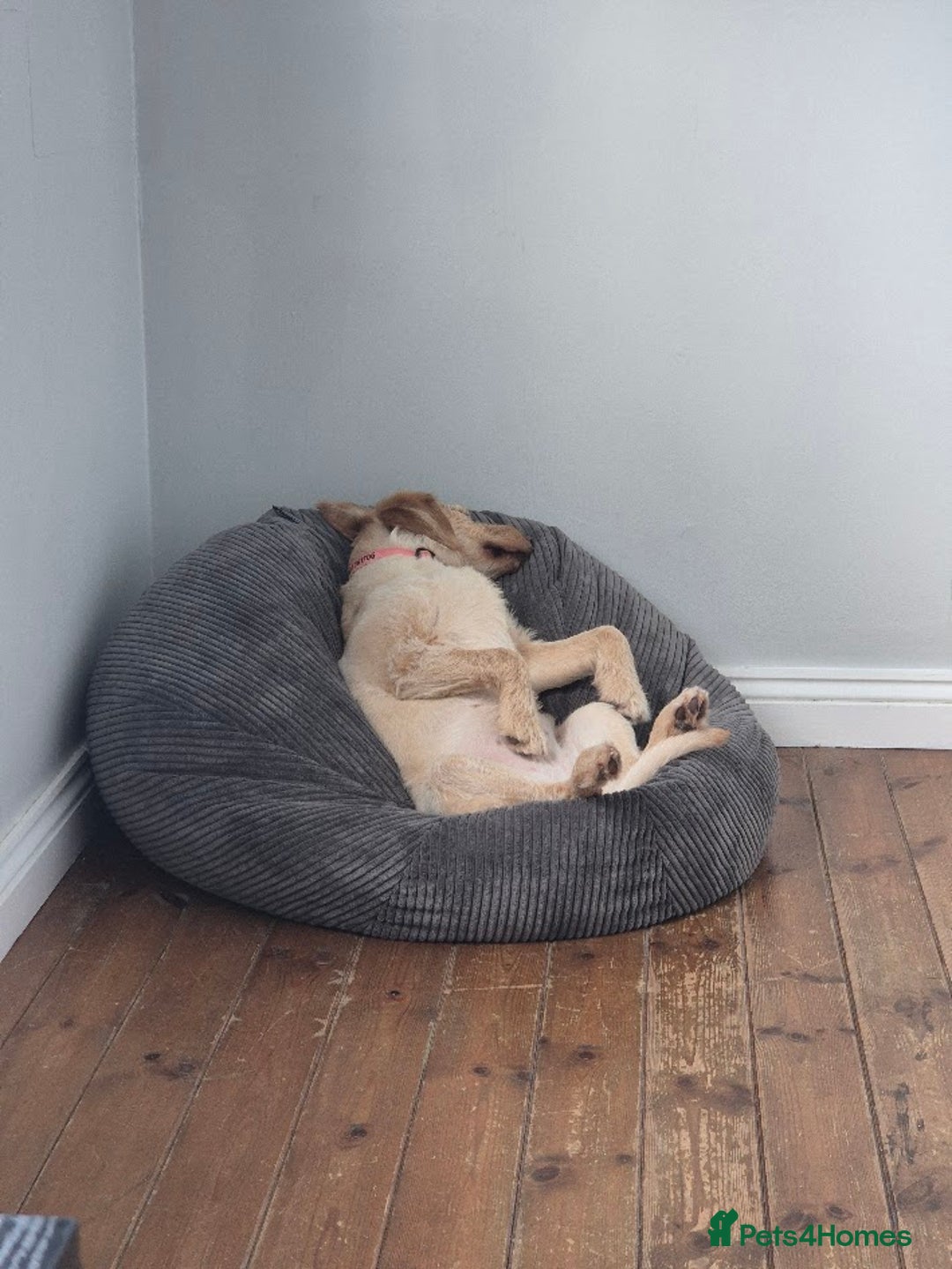 Labradoodle dogs for sale: Maple the Labradoodle - Advert 5