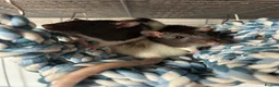 Rat rodents for sale: 3 Female Rats – Must Stay Together + Cage - Advert 4