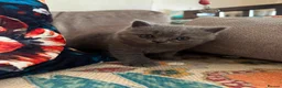 British Shorthair cats for sale: Pedigree British Shorthair Kittens, Excellent Bloo in London - Advert 8