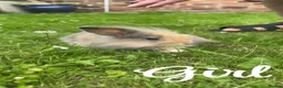 Mini Lion Lop rabbits for sale: Beautiful fluffy baby bunnies in Durham - Advert 4