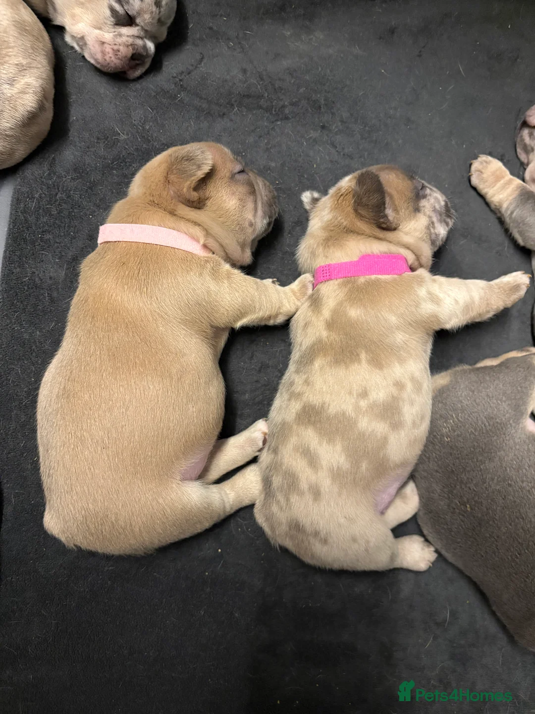French Bulldog dogs for sale: *REDUCED*❤️‍🔥 - Advert 12