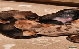 Miniature Dachshund dogs for sale: Miniature Daschund Puppies - Advert 4