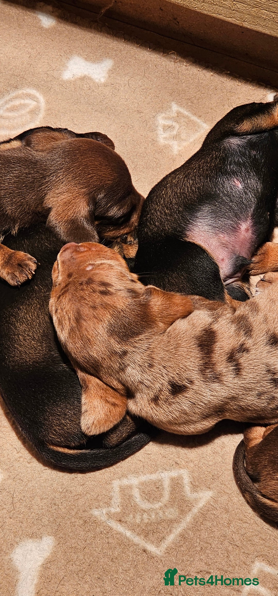 Miniature Dachshund dogs for sale: Miniature Daschund Puppies - Advert 4