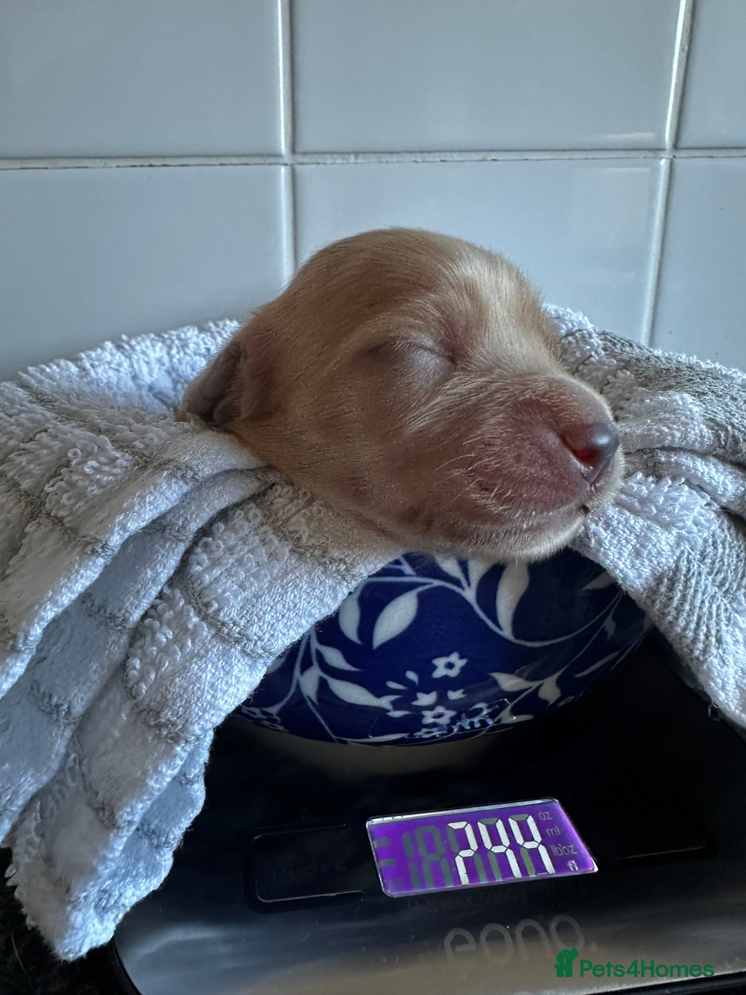 Cockapoo dogs for sale: Red & Apricot Cockapoo puppies  - Advert 23