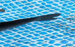 Pond Fish fish for sale: Grass carp metre long  - Image 6