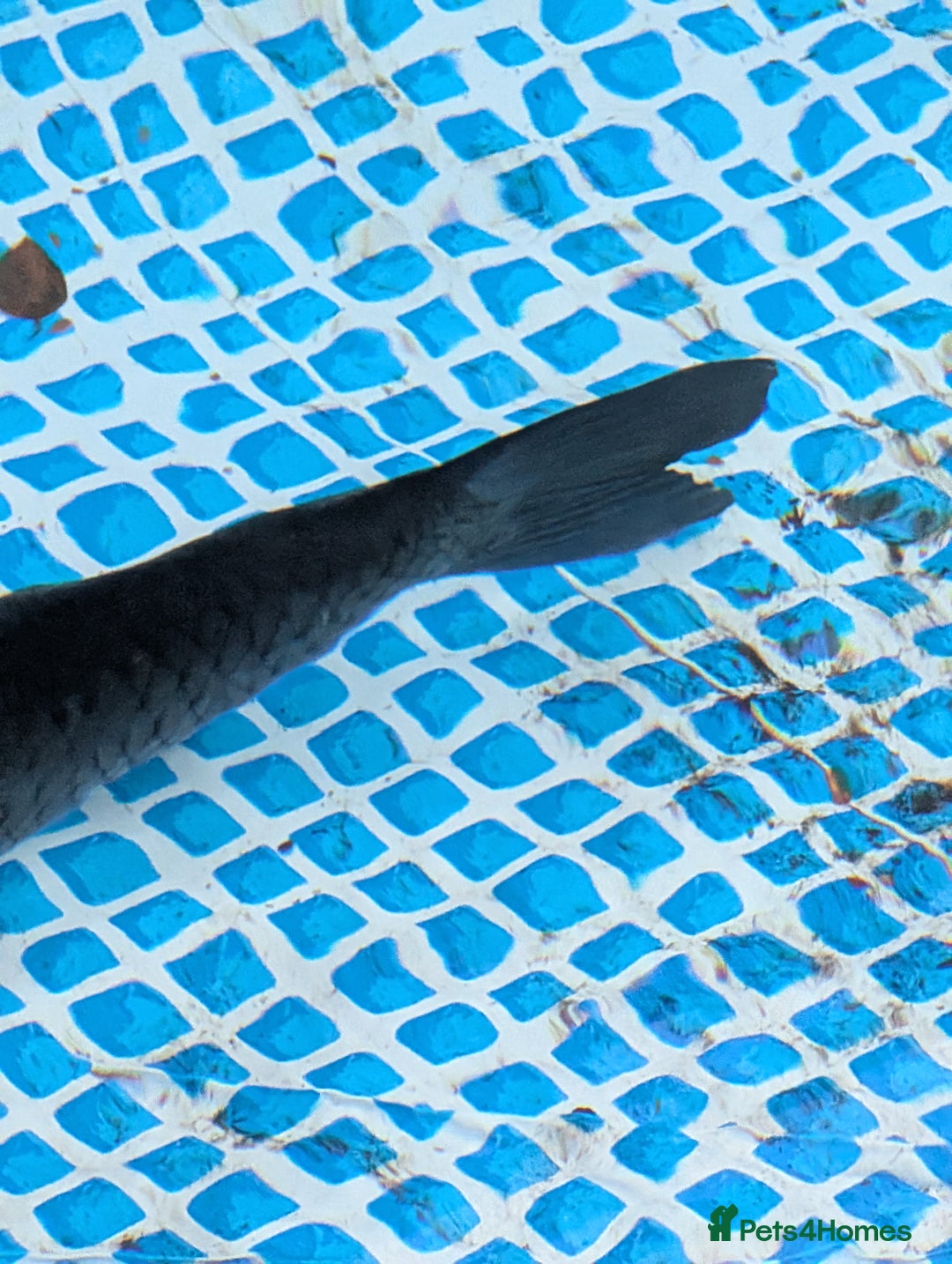 Pond Fish fish for sale: Grass carp metre long  - Image 6